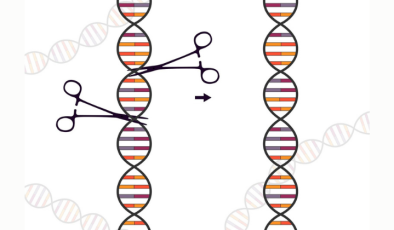 CRISPR Güvenliği için Yeni Nesil Moleküler Fren Sistemi Geliştirildi